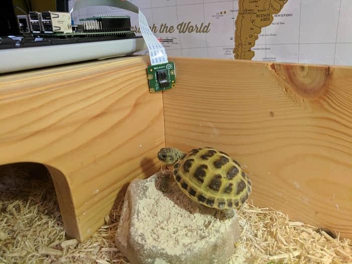 Tortoise Tortoise