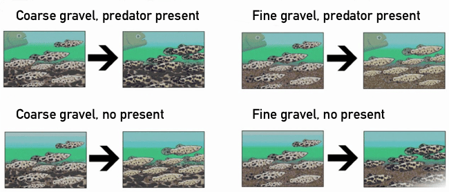 Environmental pressures on fish 环境压力对鱼类的影响