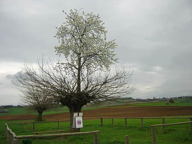 Cherry tree growing on a mulberry tree Cherry tree growing on a mulberry tree