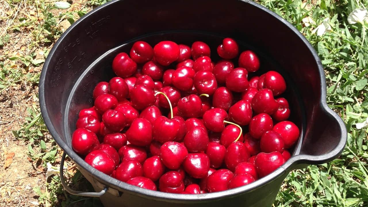 Measuring and baking a cherry pie recipe