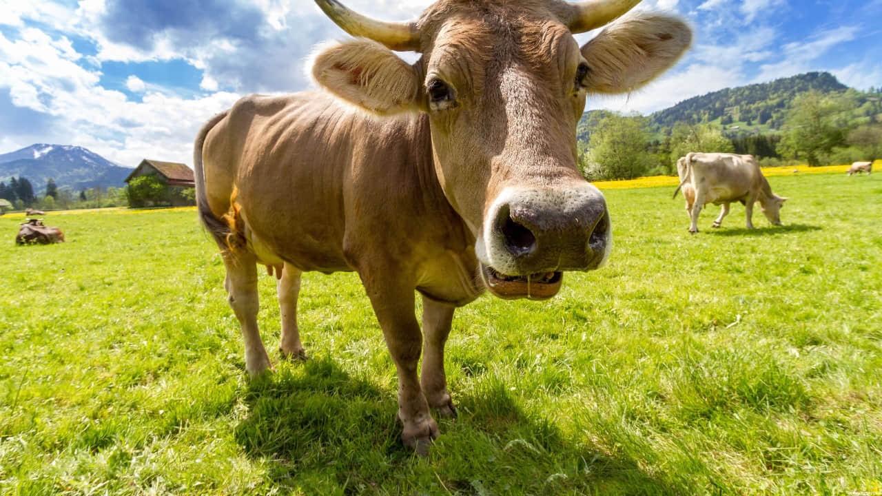 Cow on parade.