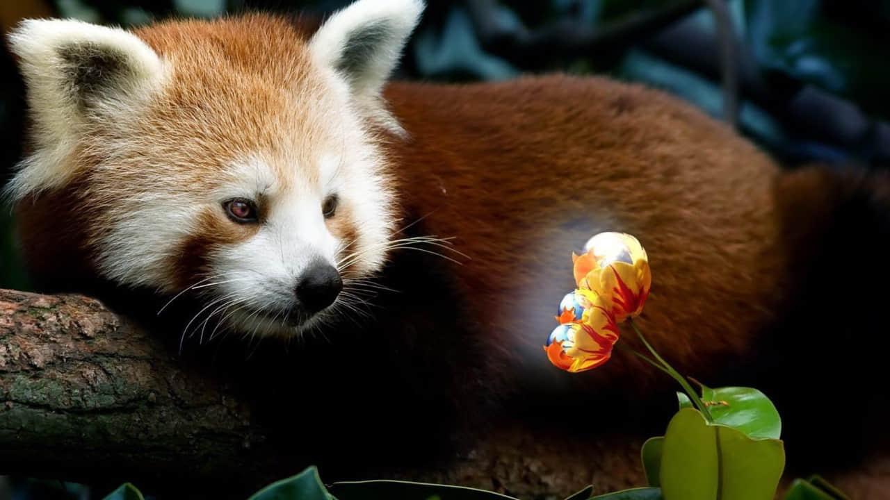 red panda